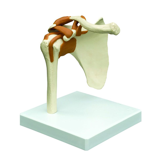 FNT12-4487 - Fabrication Enterprises - Rudiger Anatomie Functional Shoulder Joint with Ligaments