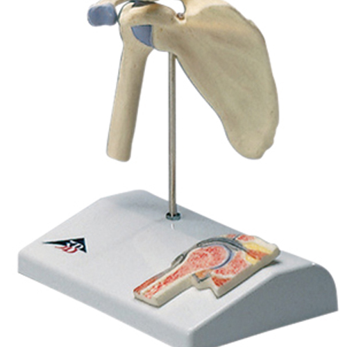 FNT12-4519 - Fabrication Enterprises - Anatomical Model - Mini Shoulder Joint with Cross Section of Bone on Base