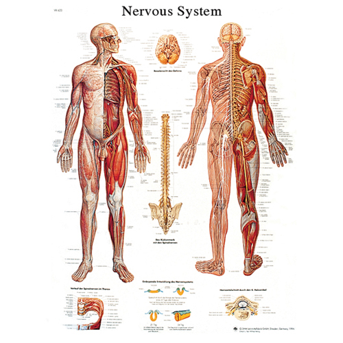 FNT12-4628L - Fabrication Enterprises - Anatomical Chart - Nervous System Chart, Laminated