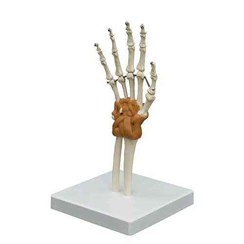 FNT12-4700 - Fabrication Enterprises - 3B Scientific Anatomical Model - Flexible Hand Joint - Includes 3B Smart Anatomy