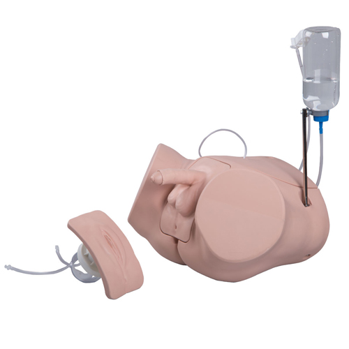 FNT12-4842 - Fabrication Enterprises - Catheterization Simulator BASIC SET F/M