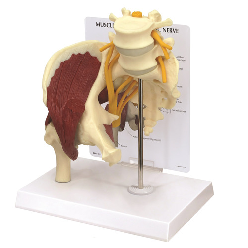 GPI1311 - GPI Manufacturing - Muscled Hip with Sciatic Nerve
