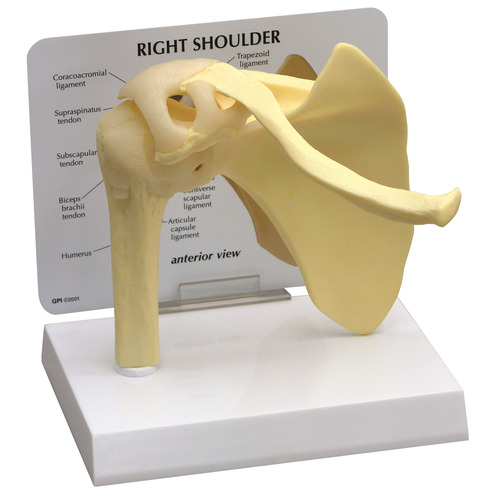 GPI1790 - GPI Manufacturing - Basic Shoulder