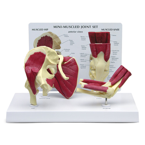 GPI1900 - GPI Manufacturing - Mini-Muscled Joint Set