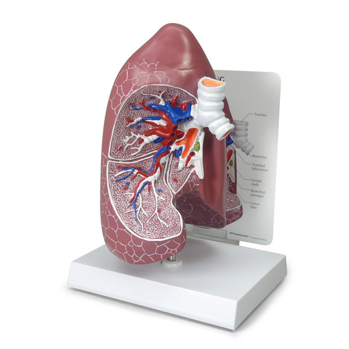 GPI3100 - GPI Manufacturing - Lung