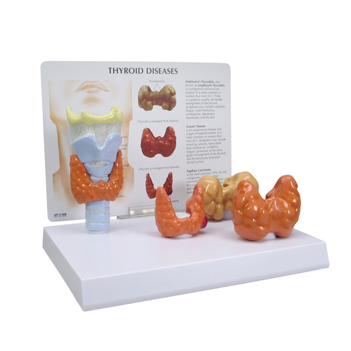 GPI3150 - GPI Manufacturing - Thyroid