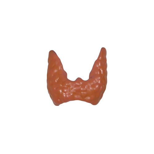 GPI3150 - GPI Manufacturing - Thyroid