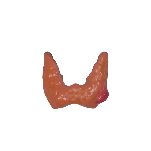GPI3150 - GPI Manufacturing - Thyroid
