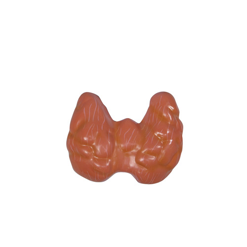 GPI3150 - GPI Manufacturing - Thyroid