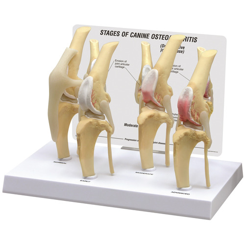 GPI9051 - GPI Manufacturing - 4-Stage Canine OA Knee