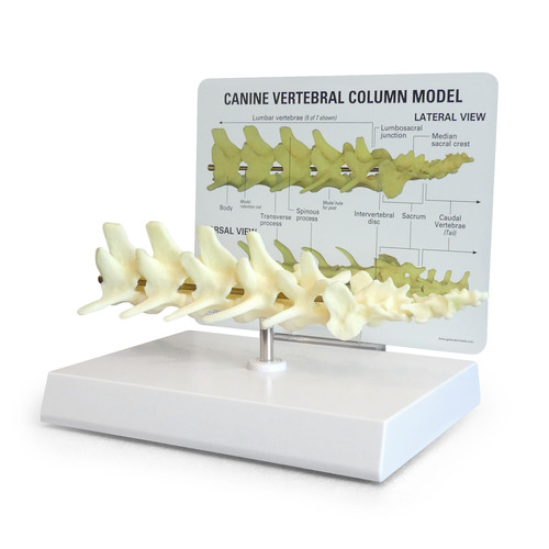 GPI9080 - GPI Manufacturing - Canine Vertebral Column