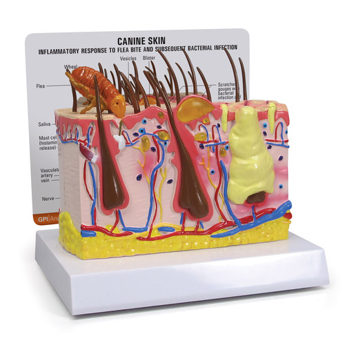 GPI9090 - GPI Manufacturing - Canine Skin with Flea Bite