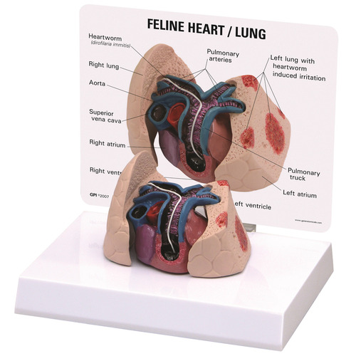 GPI9141 - GPI Manufacturing - Feline Heart / Lung