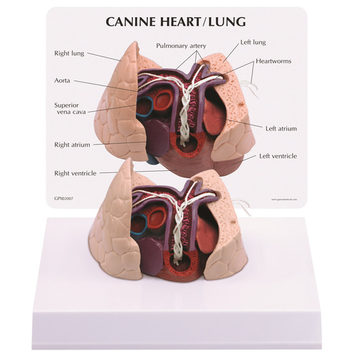 GPI9151 - GPI Manufacturing - Canine Heart / Lung