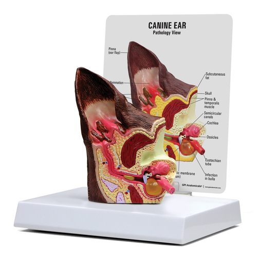 GPI9200 - GPI Manufacturing - Canine Ear (Normal/Infected)