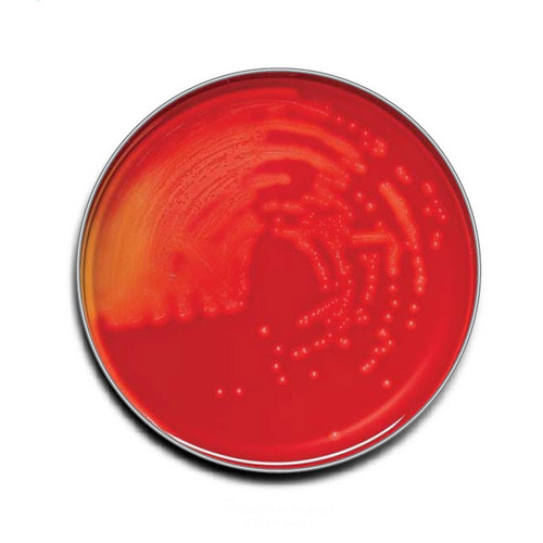BD BBL Prepared Media BD BBL Trypticase Soy Agar with 5