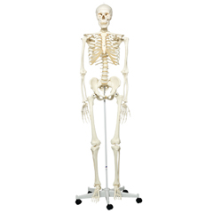 FNT12-4500 - Fabrication Enterprises - Anatomical Model - Stan the Classic Skeleton on Roller Stand