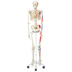 FNT12-4501 - Fabrication Enterprises - Anatomical Model - Max The Muscle Skeleton On Roller Stand