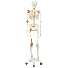FNT12-4502 - Fabrication Enterprises - Anatomical Model - Leo The Ligament Skeleton On Roller Stand