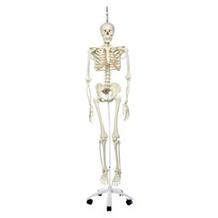 FNT12-4504 - Fabrication Enterprises - Anatomical Model - Phil The Physiological Skeleton On Hanging Roller Stand