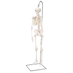 FNT12-4505 - Fabrication Enterprises - Anatomical Model - Shorty the Mini Skeleton on Hanging Stand