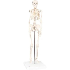 Fabrication Enterprises Anatomical Model - Shorty the Mini Skeleton on Mounted Base