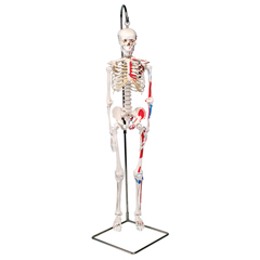 FNT12-4507 - Fabrication Enterprises - Anatomical Model - Shorty the Mini Skeleton with Muscles on Hanging Stand