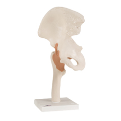 FNT12-4510 - Fabrication Enterprises - Anatomical Model - Functional Hip Joint