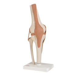 FNT12-4511 - Fabrication Enterprises - Anatomical Model - Functional Knee Joint
