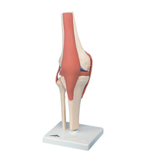 FNT12-4515 - Fabrication Enterprises - Anatomical Model - Functional Knee Joint, Deluxe