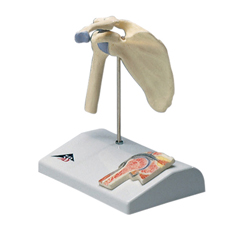 FNT12-4519 - Fabrication Enterprises - Anatomical Model - Mini Shoulder Joint with Cross Section of Bone on Base