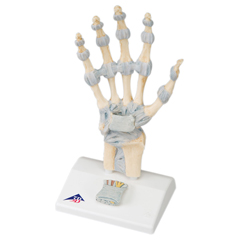 FNT12-4521 - Fabrication Enterprises - Anatomical Model - Hand Skeleton with Ligaments