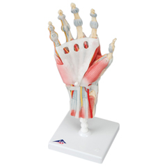 FNT12-4522 - Fabrication Enterprises - Anatomical Model - Hand Skeleton with Removable Ligaments & Muscles, 4-Part