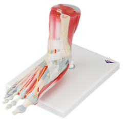 FNT12-4524 - Fabrication Enterprises - Anatomical Model - Foot Skeleton with Removable Ligaments & Muscles, 6-Part