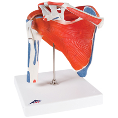 FNT12-4525 - Fabrication Enterprises - Anatomical Model - Shoulder Joint with Rotator Cuff