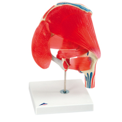 FNT12-4526 - Fabrication Enterprises - Anatomical Model - Hip Joint with Removable Muscles, 7-Part