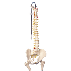 FNT12-4530 - Fabrication Enterprises - Anatomical Model - Flexible Spine, Classic, with Femur Heads