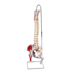 FNT12-4531 - Fabrication Enterprises - Anatomical Model - Flexible Spine, Classic, with Femur Heads, Muscles