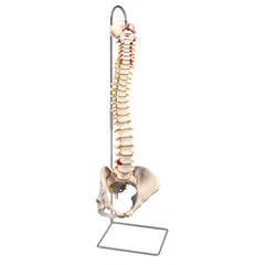 FNT12-4532 - Fabrication Enterprises - Anatomical Model - Flexible Spine, Classic, with Female Pelvis