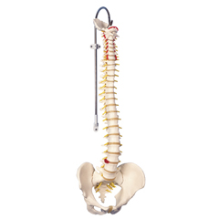 FNT12-4536 - Fabrication Enterprises - Anatomical Model - Flexible Spine, Didactic