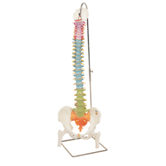FNT12-4537 - Fabrication Enterprises - Anatomical Model - Flexible Spine, Didactic with Femur Heads