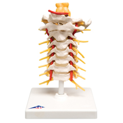 Fabrication Enterprises Anatomical Model - Cervical Spinal Column