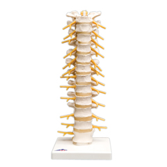 FNT12-4540 - Fabrication Enterprises - Anatomical Model - Thoracic Spinal Column