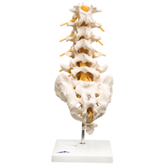 FNT12-4541 - Fabrication Enterprises - Anatomical Model - Lumbar Spinal Column