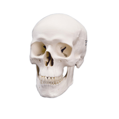 FNT12-4547 - Fabrication Enterprises - Anatomical Model - Classic Skull, 3 Part