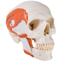 FNT12-4548 - Fabrication Enterprises - Anatomical Model - Functional Skull, 2 Part with Masticator Muscles