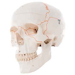 FNT12-4550 - Fabrication Enterprises - Anatomical Model - Classic Skull, 3-Part Numbered