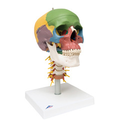 FNT12-4552 - Fabrication Enterprises - Anatomical Model - Didactic Skull, 4 Part, on Cervical Spine
