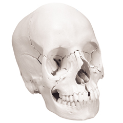 FNT12-4554 - Fabrication Enterprises - Anatomical Model - Anatomical Skull, Beauchene 22-Part