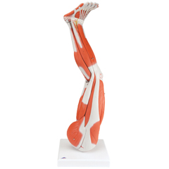 FNT12-4555 - Fabrication Enterprises - Anatomical Model - Regular Muscular Leg 9-Part